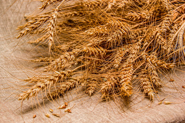A sheaf of barley spikelets lying on a table covered with burlap. Harvest. August. Wall murals.