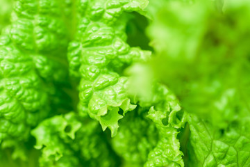 Green lettuce leaves close up. Healthy food. Green background.