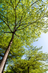 low angle view of green trees with the blue sky background