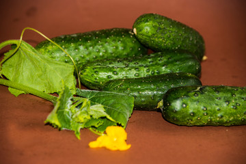 cucumbers and dill