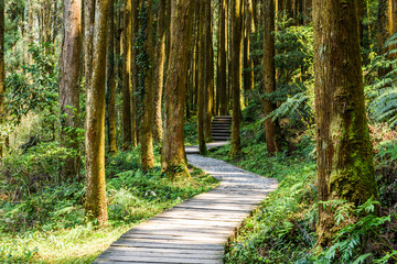 The footpath view of the Sun-Link-Sea Forest Recreation Area in Nantou, Taiwan.