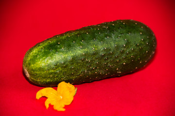 cucumber on a white background