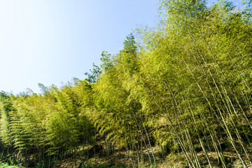 The walkway between bamboo forest in Nantou, Taiwan.