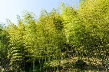 monochromatic picture, Bamboo forests, natural background