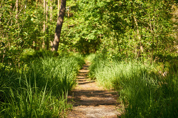 leśna letnia ścieżka