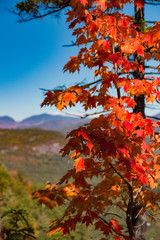 Mountain Top Foliage