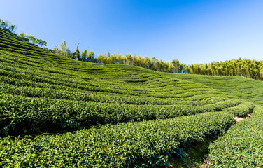 Beautiful tea plantation landscape on the mountaintop of Nantou, Taiwan.