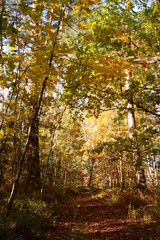 jesienna leśna ścieżka