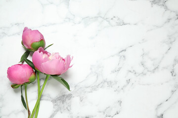 Fototapeta na wymiar Beautiful peonies on white marble background, flat lay. Space for text