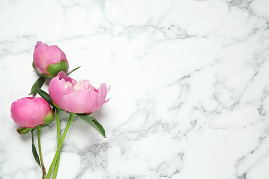 Beautiful peonies on white marble background, flat lay. Space for text