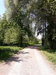 path in the woods
