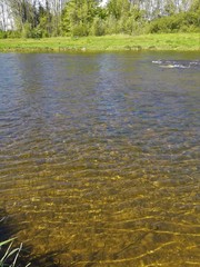 the river in the forest