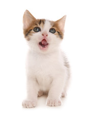 Fototapeta premium Cute little kitten on white background. Baby animal