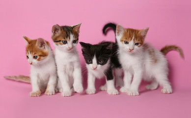 Cute little kittens on pink background. Baby animals