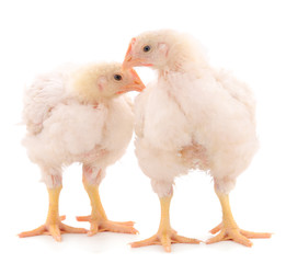 Two chicken or young broiler chickens.