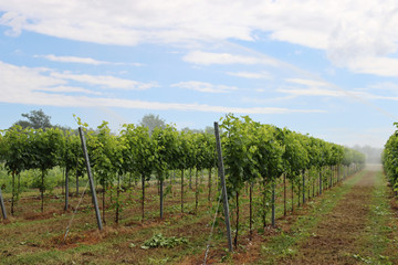 Fototapeta na wymiar Water irrigation system in function on a green vineyard on summer season in the italian countryside