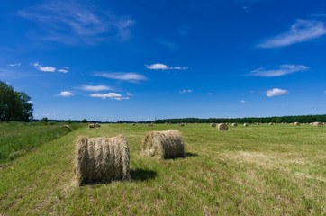 Summer field with hay rolls under a blue sky with clouds