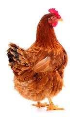 Brown hen isolated.