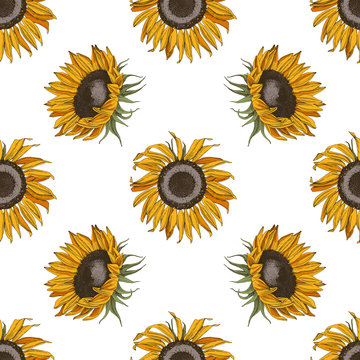 Hand drawn seamless pattern with sunflowers