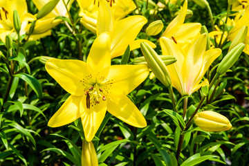 Beautiful lily flowers in the garden, lily joop flowers, lilium oriental joop.