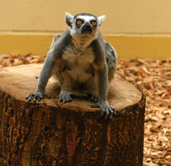 Lemuren auf einem Baumstamm