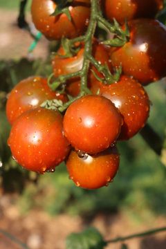 Fresh rep italian Camone tomatoes on plant covered by water drops in the vegetable garden  on summer. Solanum lycopersicum cultivation