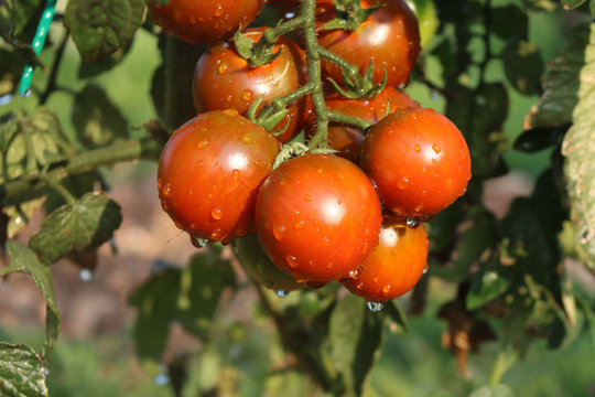 Fresh rep italian Camone tomatoes on plant covered by water drops in the vegetable garden  on summer. Solanum lycopersicum cultivation
