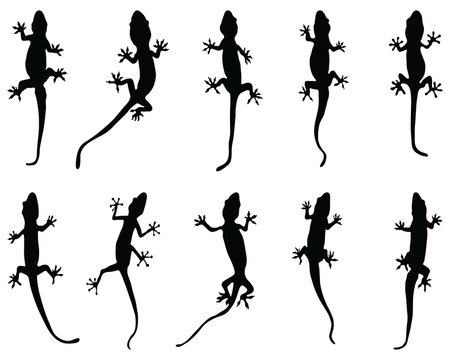 Black silhouettes of lizards on a white background