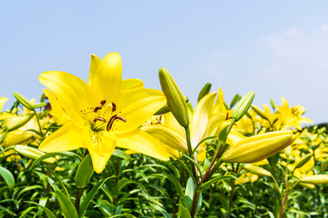 Fototapeta premium yellow lily flowers in the garden, lily joop flowers, lilium oriental joop.