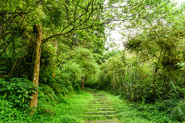 The trail through the green forest in the mountain of Nantou, Taiwan.