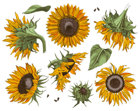 Hand drawn sunflowers set