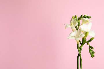 Beautiful freesia flowers on light pink background. Space for text