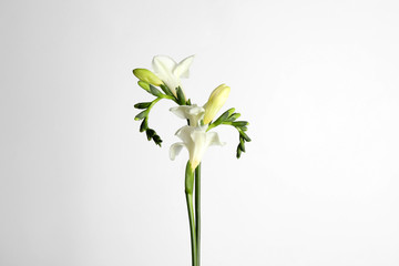 Beautiful tender freesia flowers on white background