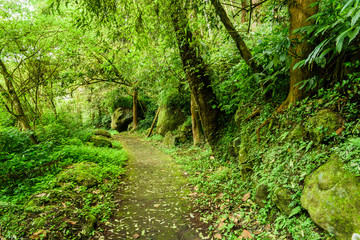 Fototapeta na wymiar The forest stone pathway passes through the forest in Zhushan Nantou, Taiwan.