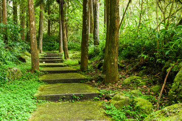 The forest stone stairs path passes through the forest in Zhushan Nantou, Taiwan.