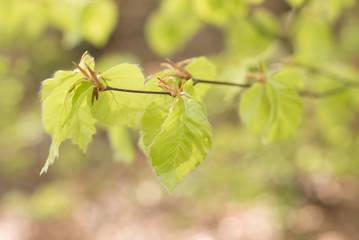 Buchenblätter im Frühling