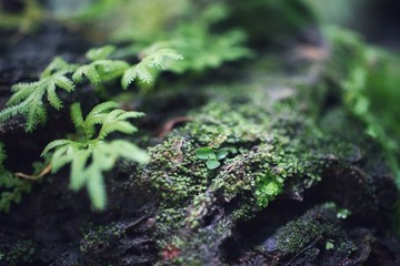 moss on the tree