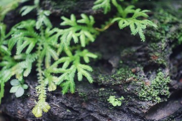 green moss on the ground