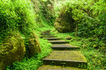 Stone stair in green in the forest