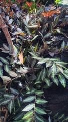 green leaves on the ground