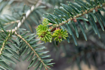 Branch with young green cones and pine needles