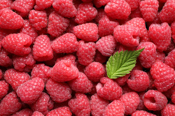 Fresh ripe raspberries with leaf as background, closeup