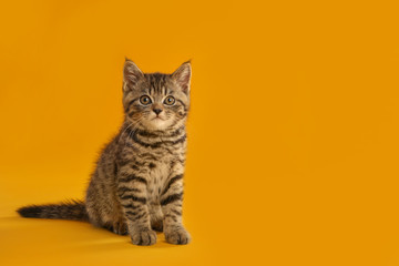 Fototapeta na wymiar Cute tabby kitten on yellow background, space for text. Baby animal
