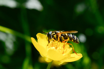 bee on flower in spring garden