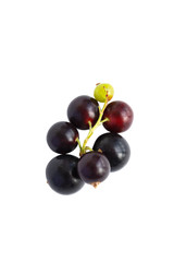 bunch of blackcurrant berry isolated on white. Top view