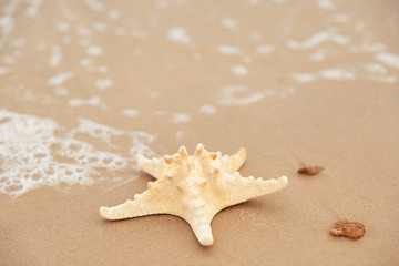 Fototapeta na wymiar Beautiful starfish on sandy beach near sea