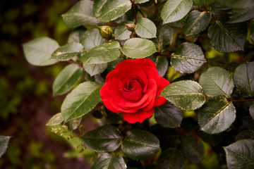 czerwona róża , Rosa © Marcin Łazarczyk