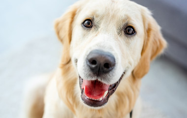 Close up view of nice muzzle of golden retriever indoors