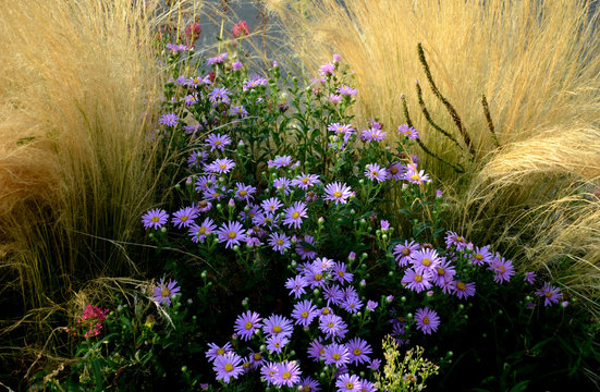 flowerbed with purple asters with prairie golden yellow dry ornamental grass resembling the hair of a blonde girl