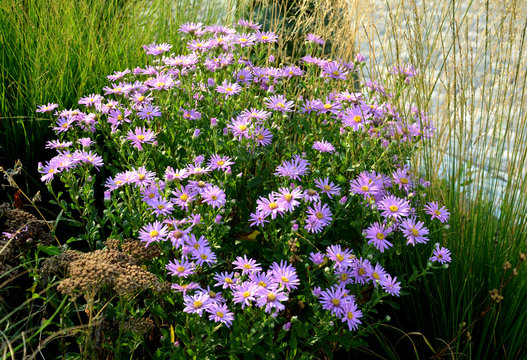 flowerbed with purple asters with prairie golden yellow dry ornamental grass resembling the hair of a blonde girl